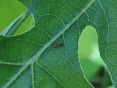 Temnothorax rugatulus