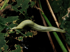 Vaginulus taunaisii