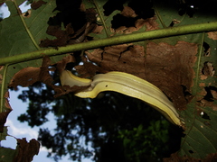 Vaginulus taunaisii