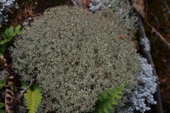 Cladonia amaurocraea