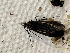 Nerophilus californicus