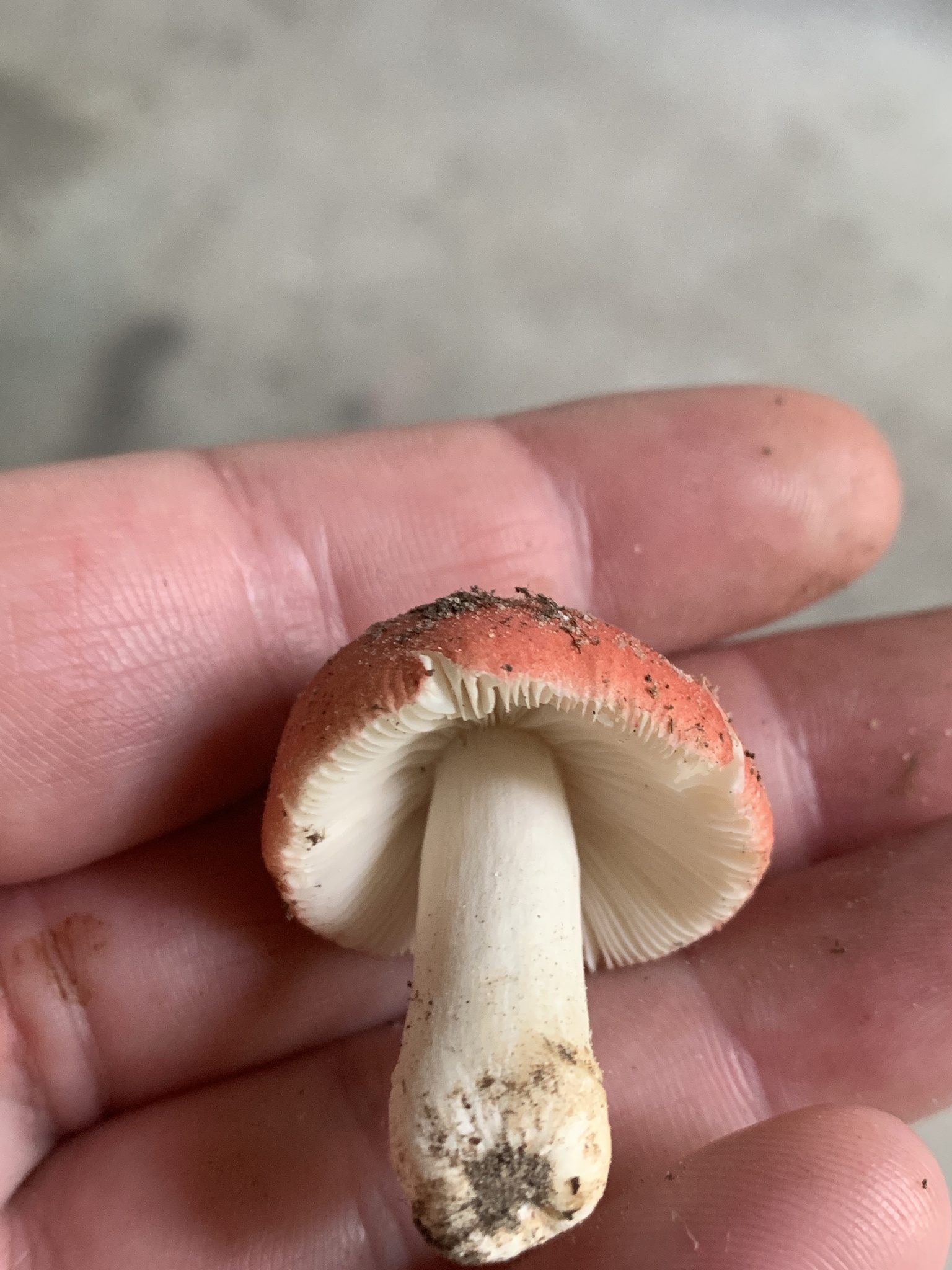 Russula rosea Pers.