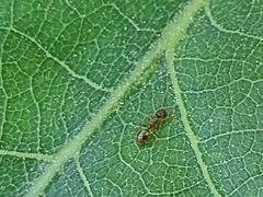 Temnothorax rugatulus