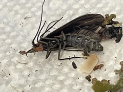 Nerophilus californicus