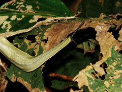 Vaginulus taunaisii