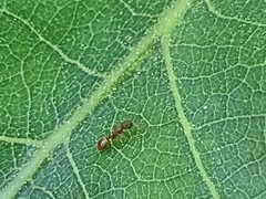 Temnothorax rugatulus