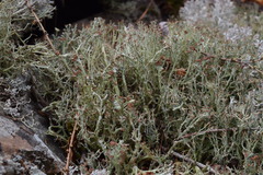 Cladonia amaurocraea