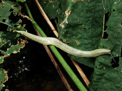 Vaginulus taunaisii