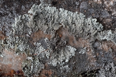 Arctoparmelia subcentrifuga
