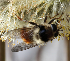 Criorhina bubulcus