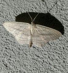 Scopula emutaria