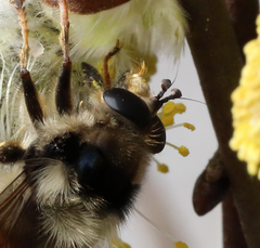 Criorhina bubulcus