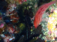 Dermatolepis dermatolepis