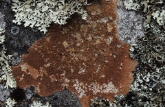 Ionaspis lacustris