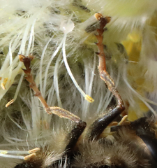 Criorhina bubulcus