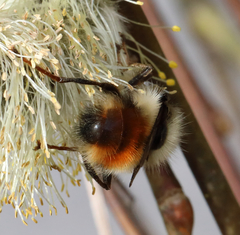 Criorhina bubulcus