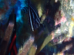 Dermatolepis dermatolepis