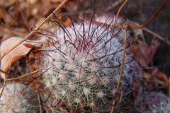 Mammillaria jaliscana