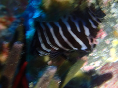 Dermatolepis dermatolepis