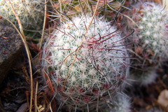Mammillaria jaliscana