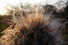 Mammillaria jaliscana