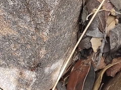 Myrmecocystus melliger