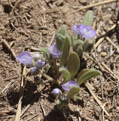 Phacelia curvipes