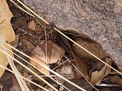 Myrmecocystus melliger