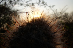 Mammillaria jaliscana