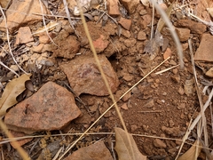 Myrmecocystus melliger