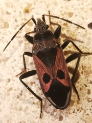 Lasiocoris anomalus