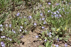 Phacelia curvipes