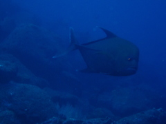Caranx lugubris
