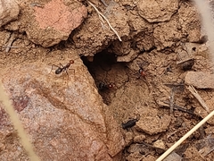 Myrmecocystus melliger