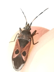 Lasiocoris anomalus