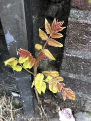 Ailanthus altissima