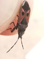 Lasiocoris anomalus