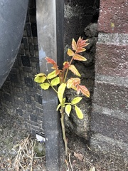 Ailanthus altissima