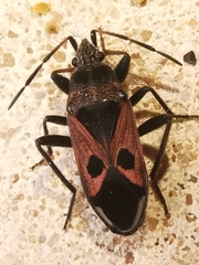 Lasiocoris anomalus