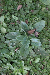 Chaptalia arechavaletae