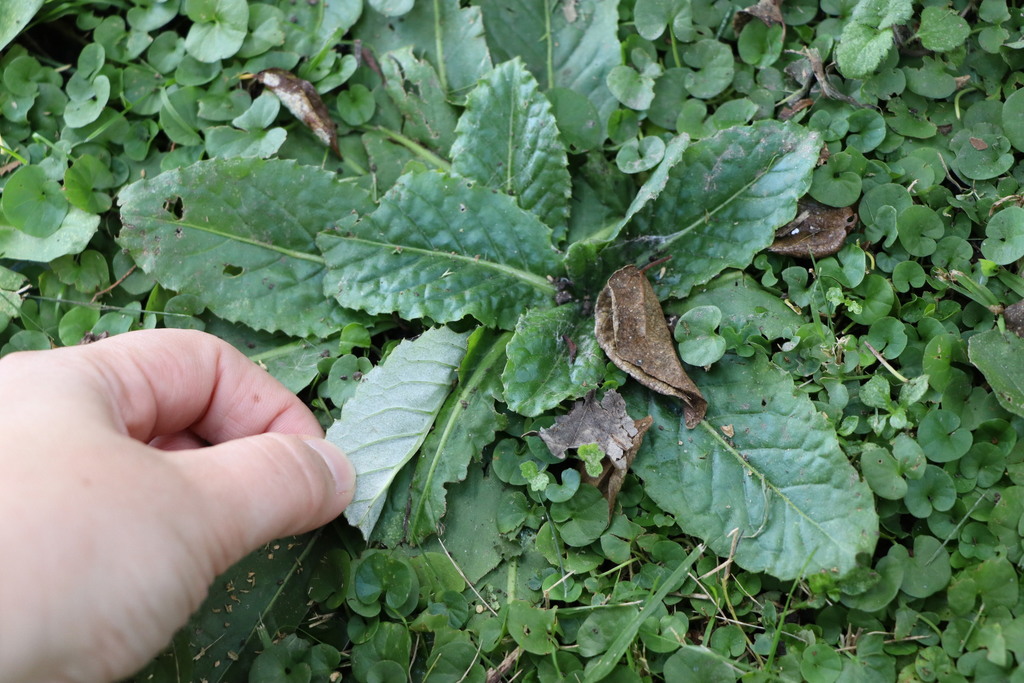 Chaptalia arechavaletae