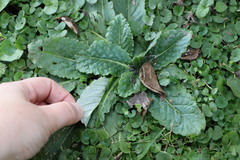 Chaptalia arechavaletae