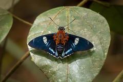 Myscelus
