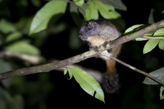 Isothrix bistriata