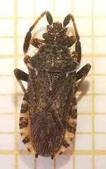 Strobilotoma typhaecornis