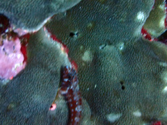 Lepidonectes corallicola