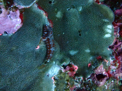 Lepidonectes corallicola