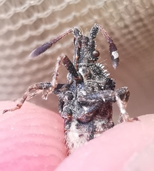 Strobilotoma typhaecornis
