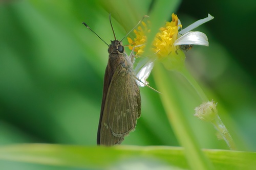 Three-spotted Skipper photo 3