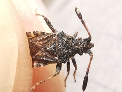 Strobilotoma typhaecornis